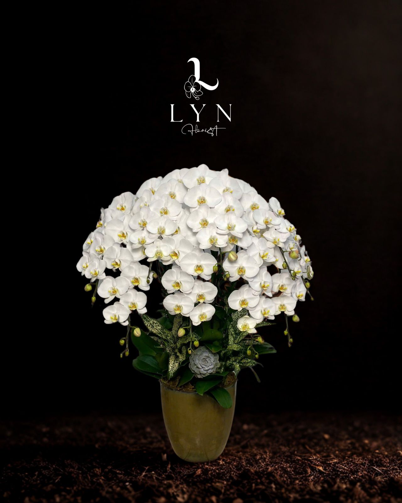 Chậu Hoa Lan Trắng V3_